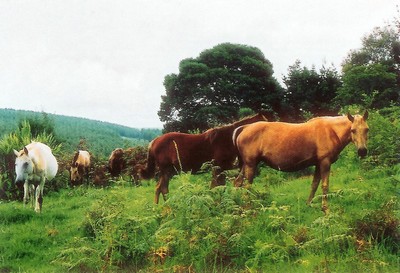 wild horses kaapscehoop